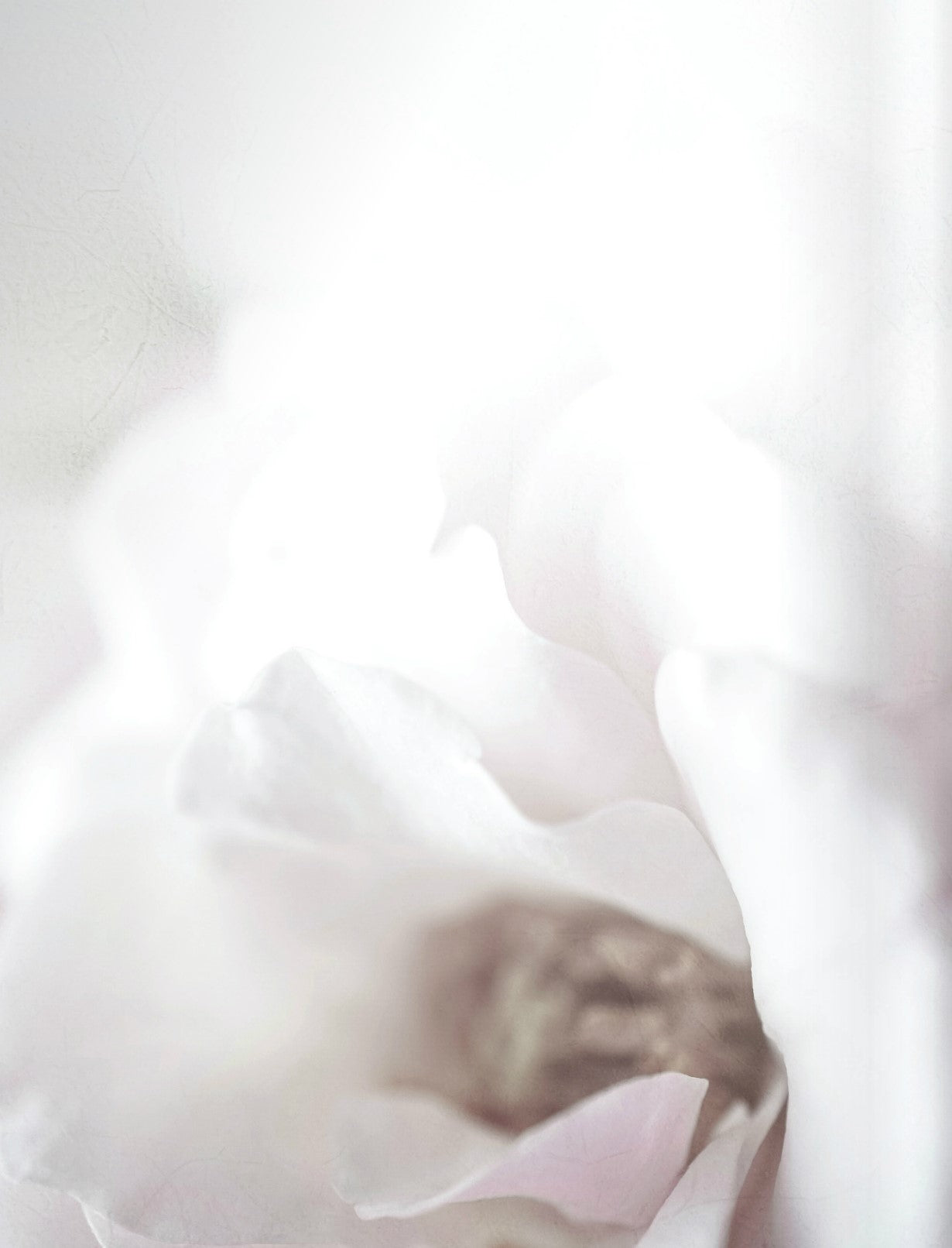 LUNA FITTED SHEET -QUEEN $230.00